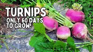 Growing Turnips | An Old Time Survival Crop That Everyone Should Grow