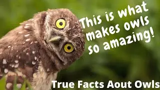 This is what makes owls so amazing. True Facts About Owls.