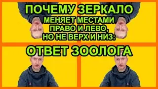 Почему зеркало меняет местами право и лево, но не верх и низ: ответ зоолога