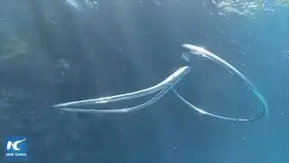two bubble rings collide, dissolving into each other to form one larger circle (with original music)