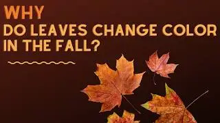Autumn's Wonder: Understanding Leaf Color Change