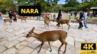 NARA, JAPAN 🇯🇵 [4K] Nara Deer Park & Tōdai-ji Temple — Walking Tour