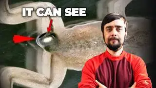 Scientists Grew An Eye In The Wrong Place. Then Things Got Stranger.