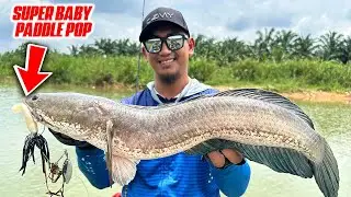 Paling sedap bila casting haruan dapat size 2KG!