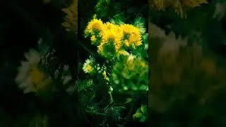 Cinematic short 