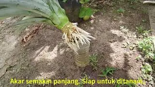 Petua sebelum tanam jambul nenas.  #pineapple #nenas