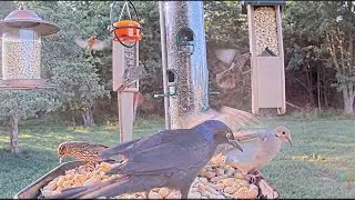 Hawk Strikes!  Blink and You'll Miss It: Incredible Speed!