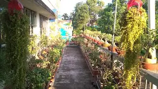 My Little Rooftop Adenium Garden in Monsoon