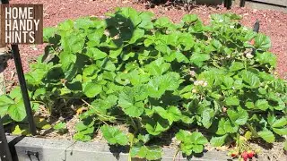How to grow Strawberries 2