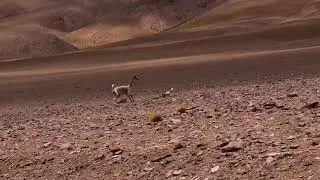Vicuña vs Zorro Culpeo