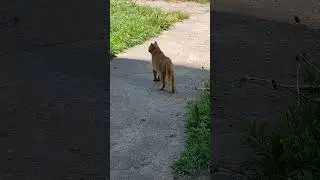 Рыжий кот, что вышел погулять... 