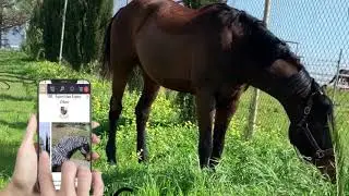 Антимоскитная попона EQUUS ZEBRA . Удобный заказ. Быстрая доставка ;)