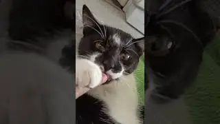 МИЛОТЫ В ЛЕНТУ #кот #котики #животные #кайф #shorts