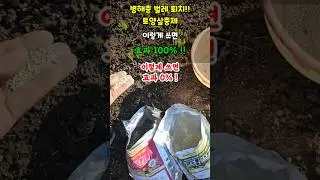 병해충 벌레 퇴치 토양살충제 이렇게 쓰면 효과 100% 모르고 쓰면 효과 없어요!! #벌레퇴치방법 #토양살충제