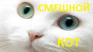 Funny cat 2