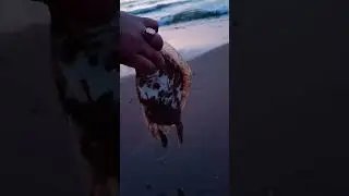 страшная рыба 