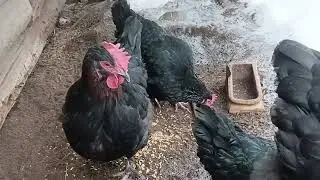 Маран черно-медный