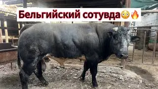 АНГУС + БЕЛГИЙСКИЙ СОТУВДА 917771020  903057667