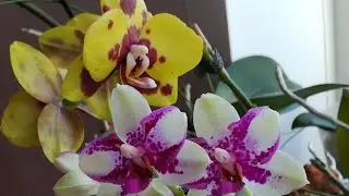 ЧАСТЬ 2.ЦВЕТЕНИЕ МОИХ ОРХИДЕЙ В КОНЦЕ МАЯ! 🌱🦋❣️