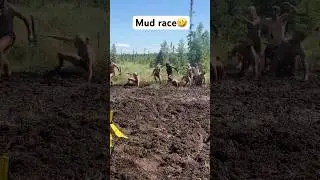 Skeg race #trending #dirtbike #mud #mudding #viral #insane #shorts #supercross