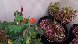 04.02.2024 Помидоры и перцы выращенные на чердаке