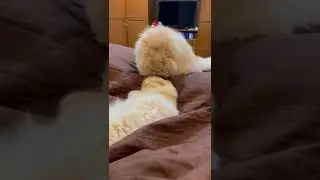 CAT TRAINING | HOW TO TRAIN YOUR CAT | CAT VIDEOS | HONEST CAT | MEOWMEOW | #shorts