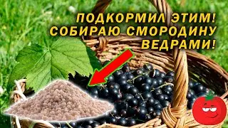 важное удобрение смородины!
