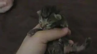 Tired Kitties