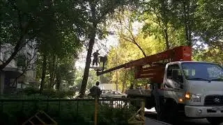 Обрезка деревьев