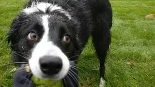 Uncle Momo Border Collie 18112017