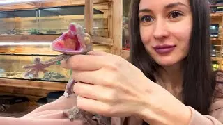 ЛЕЧИМ ОГРОМНУЮ ЗМЕЮ КОРНЕМ БОБРА / Кусучий геккон и ручная игуана