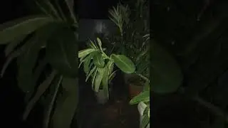 Late Night Rain