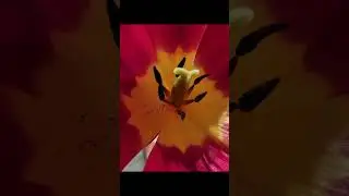 Пестики и тычинки
