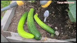 ТЕПЕРЬ МЫ СОБИРАЕМ УРОЖАЙ ОГУРЦОВ КАЖДЫЕ ДВА ДНЯ.