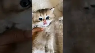 Funny animals to laugh at Lustige Tiere zum lachen 😸. 🙉