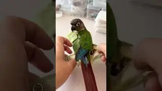 How to Change Bird Diapers 😷 