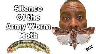 How to Prevent Fall Army worms in lawn FOREVER, This is the secret prevention Army worms elliminated