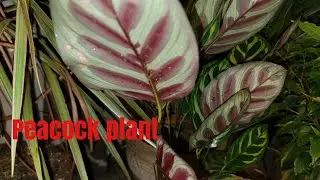 Calathea Makoyana aka "Peacock Plant"