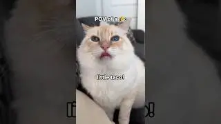 POV of a 🌮 Maine Coon Ragdoll Mix Cat Meow Meow #shorts #catlover #youtubeshorts