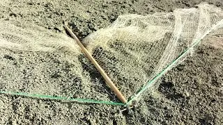 Learn how to set a net trap to catch a peregrine falcon