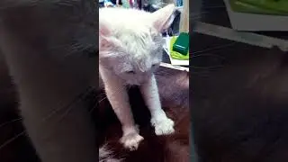 🐈‍⬛🐈‍⬛🐈‍⬛🐈‍⬛🐈‍⬛🐈‍⬛🐈‍⬛
