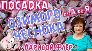 ПОСАДКА ОЗИМОГО ЧЕСНОКА ,от Адо Я.