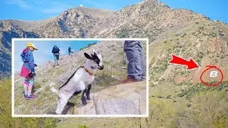 Baby Goats Hike The "B" Mountain For The First Time!! | Family Hiking & Pack Goats In Utah