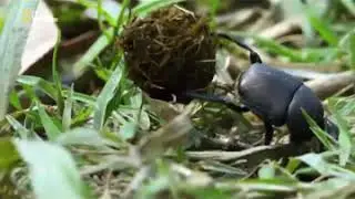 Porn elephant pooping and animals playing with it and eating it