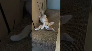 Рони и его жизнь😂.       #cat #котки #kitten #котята #кот #catlover #catkitten