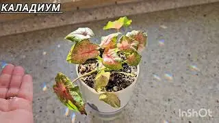 КОМНАТНЫЕ РАСТЕНИЯ.КАЛАДИУМ