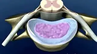 Anatomy of the Spine   YouTube