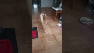 Rainy Cat