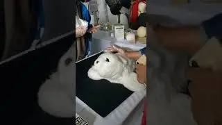 A demonstration of the Paro Baby Seal robot 