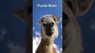 Коротко о всех плюшках PuzzleBrain. Переходи по ссылке  